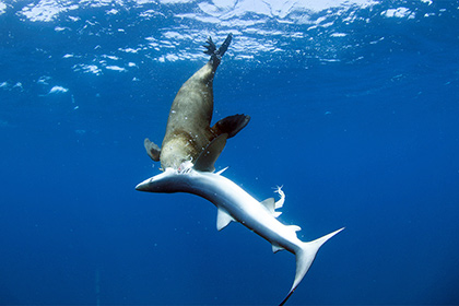 Тюлени начали страшно мстить синим акулам