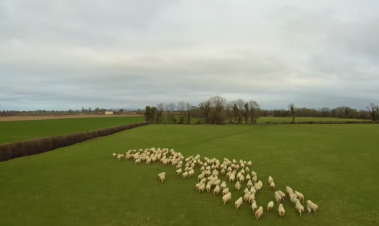 Ирландский фермер заменил дроном собаку-пастуха