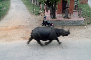 Озверевший носорог убил женщину в Непале