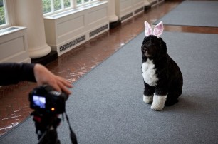 Собака Обамы и Арнольд Шварценеггер стали пасхальными кроликами