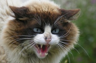 В Кузбассе кошка помогла поймать вора-рецидивиста