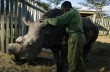 У последнего в мире самца белого носорога появилась круглосуточная охрана