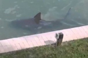 У американца на заднем дворе завелась живая акула (видео)