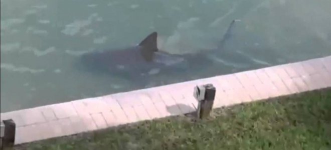 У американца на заднем дворе завелась живая акула (видео)