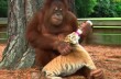 Орангутанг стал приемным отцом для осиротевших тигрят (видео)