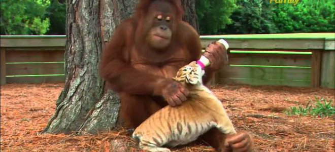Орангутанг стал приемным отцом для осиротевших тигрят (видео)