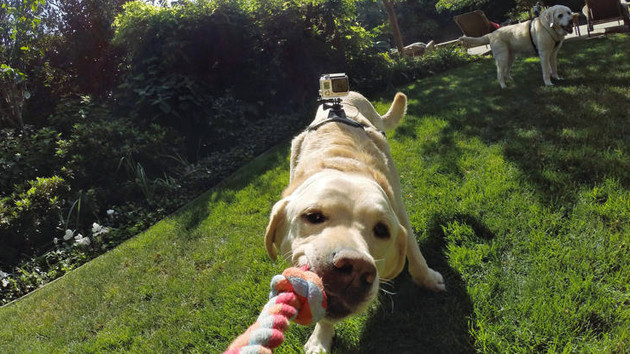 Nikon научил собак фотографировать их самые волнительные моменты жизни