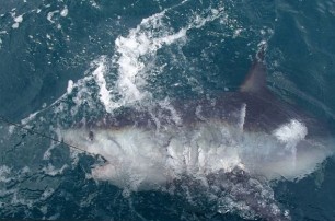 Британский рыбак поймал на удочку 180-килограммовую акулу