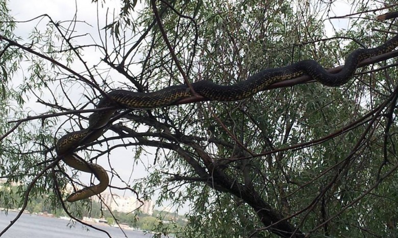 Огромная змея пугает туристов на острове Хортица