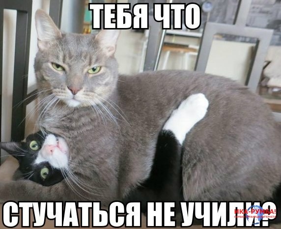 В Иркутске открыли бордель для кошек