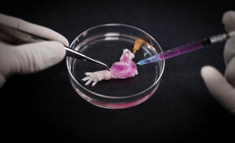 Американские ученые вырастили первую искусственную ногу крысы