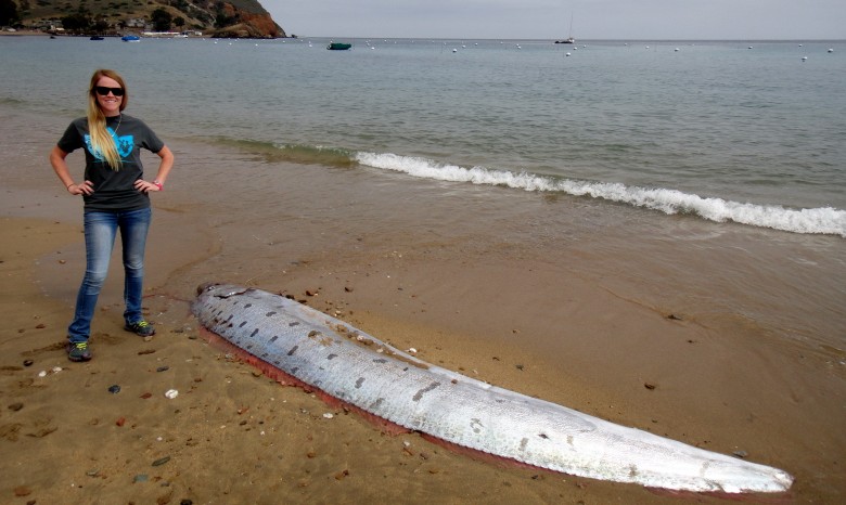 В Калифорнии четырехметровый морской змей выбросился на берег
