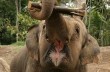 Ученые наконец выяснили, почему зевают слоны