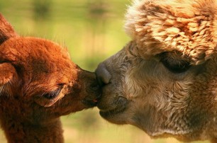Поцелуйный праздник: самые милые влюбленные животные