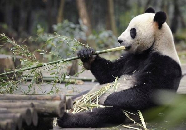 На Тайване панда притворялась беременной, чтобы за ней ухаживали и лучше кормили