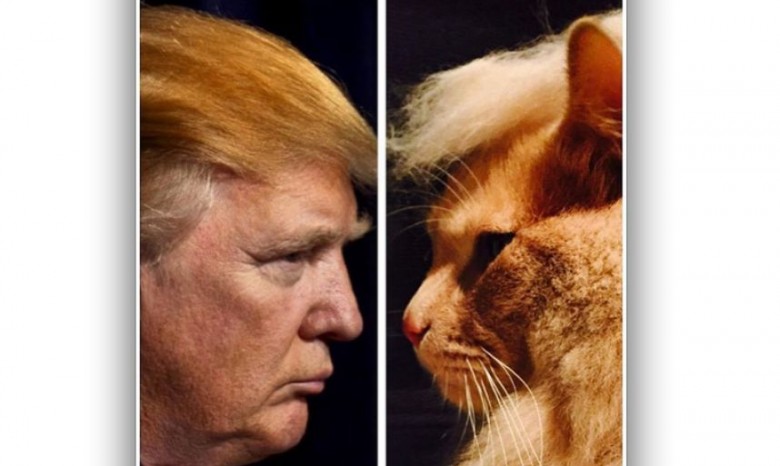 Новый флэшмоб: причеши кота, как Дональда Трампа