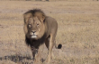 Легендарный лев Сесиль застрелен туристом