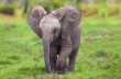Африканский слоненок стал звездой сети, потанцевав с ласточками