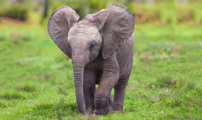 Африканский слоненок стал звездой сети, потанцевав с ласточками