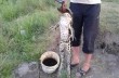 В Херсонской области поймали 7-килограмовую жабу