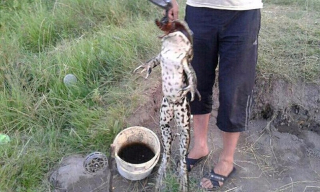 В Херсонской области поймали 7-килограмовую жабу