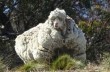 В Австралии постригут сбежавшую овцу мериноса