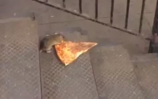 Укравшая кусок пиццы крыса стала героем соцсетей