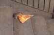 Укравшая кусок пиццы крыса стала героем соцсетей