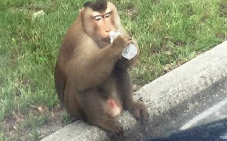 Полиция Флориды "арестовала" обезьяну, которая воровала и ела письма из почтовых ящиков