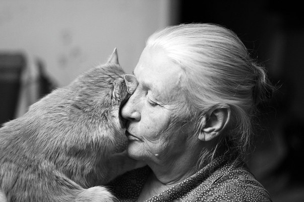 В Швеции внучка отсудила кота у бабушки