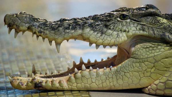 В Индонезии тюремщиков заменят на крокодилов