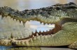 В Индонезии тюремщиков заменят на крокодилов