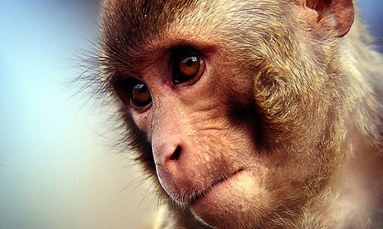 В Таиланде маленькая обезьянка победила мужчину в кулачном бою