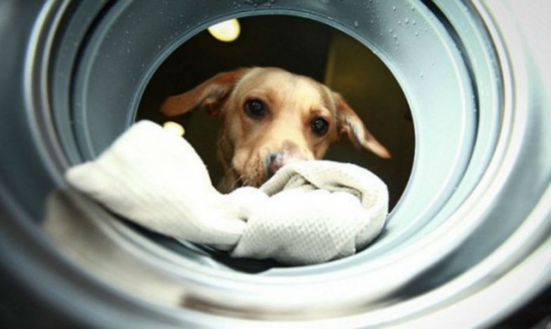 Британцы научили собак управлять стиральной машиной