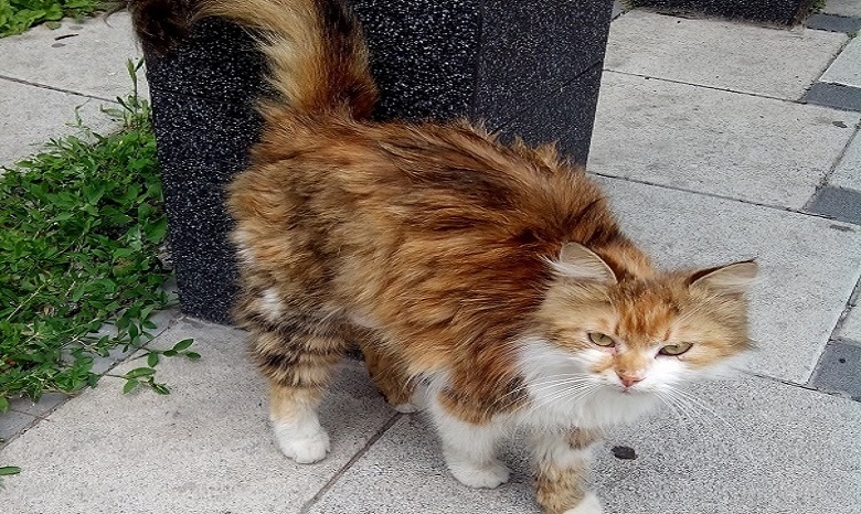 Киевская кошка-путешественница месяц шла домой с Троещины на Виноградарь