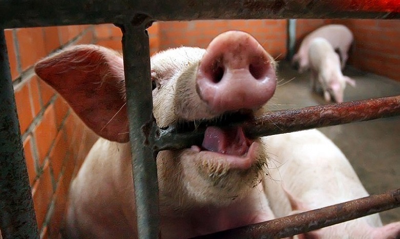 Молдова запретила ввоз украинской свинины из-за африканской чумы