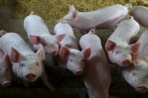 Глава Минагропрода предложил выплачивать компенсацию предприятиям за изъятых в связи с АЧС свиней