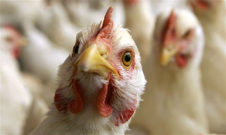 В двух областях Украины зафиксирован птичий грипп