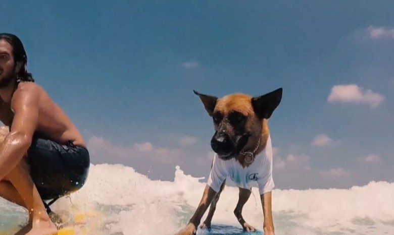 В Израиле пес-серфингист стал звездой