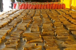 В Сингапуре конфисковали рекордную партию в 9 тонн слоновых бивней