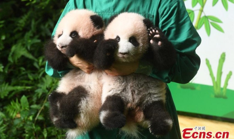 Зоопарк в Китае показал панд-близнецов, родившихся 100 дней назад