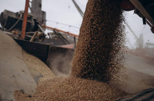 Politico: ООН готова допомогти ЄС позбутися надлишку українського зерна