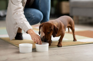 Как правильно составить рацион питания для собаки