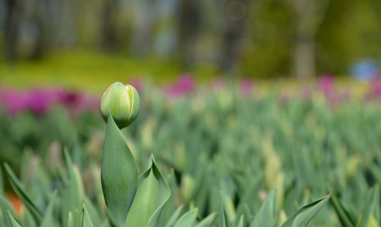 На "Певческом поле" расцвела лишь треть тюльпанов