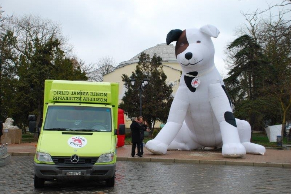 Зоозащитники будут летом стерилизовать в Киеве бездомных собак