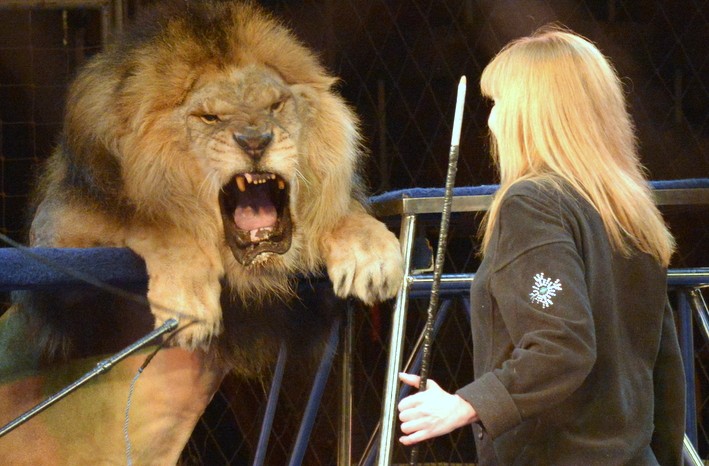 Новый сезон в киевском цирке: львы под куполом, акробаты, дрессированные лисы и силач Халаджи (фото)