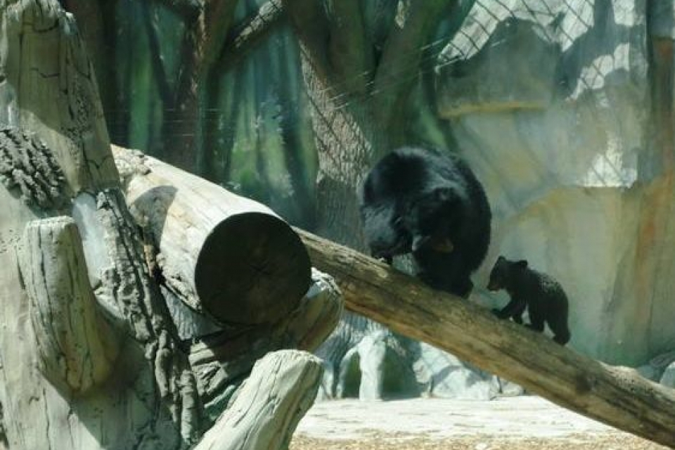 Уссурийского медвежонка из киевского зоопарка назвали Балу