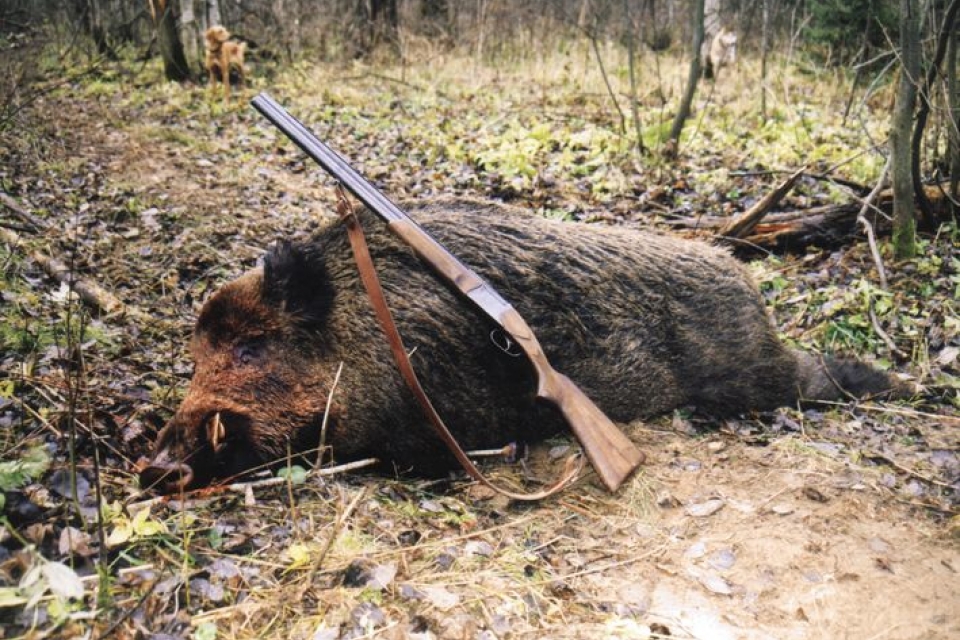 В Ровненской области охотник застрелил мужчину, перепутав его с кабаном