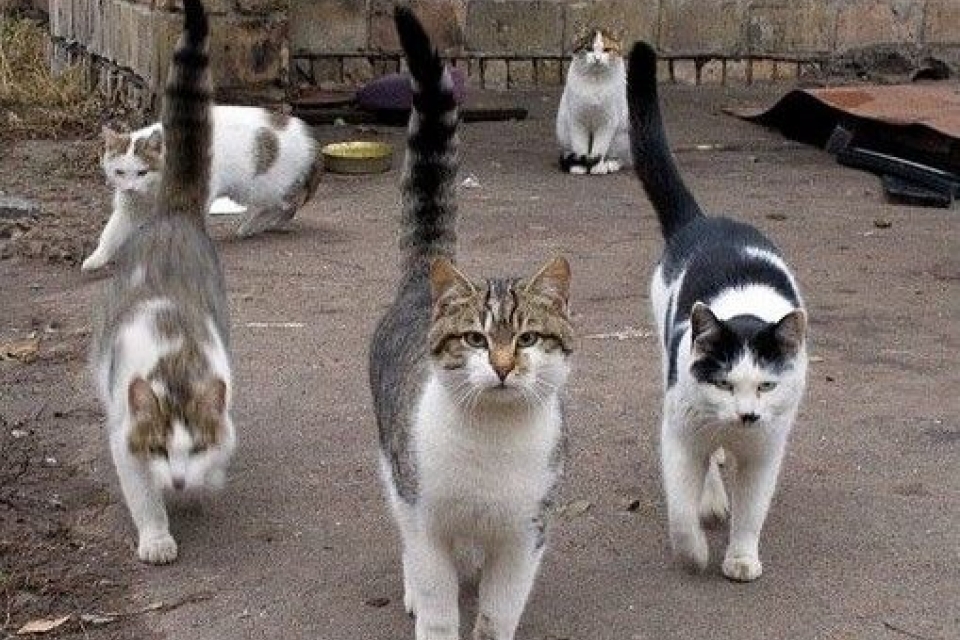 Львовских котов депутаты обяжут ловить мышей 