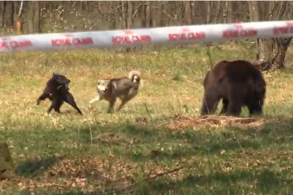 Royal Canin спонсировала травлю медведей в Украине